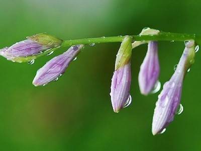 让自己沉静下来，关上白天的热闹和喧嚷,深呼吸：《Nurturing Rain》