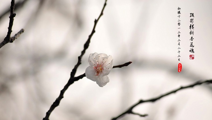 一道艳丽的彩虹：《思い出の小箱 》