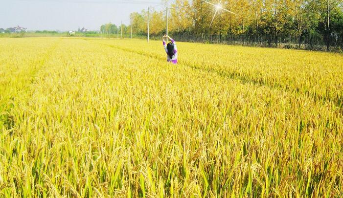 忍不住分享杰伦的一首《稻香》