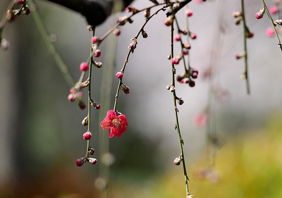 温暖的小调：《盛开成花树》