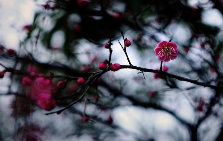 花事已成空：《 乱红(笛)》